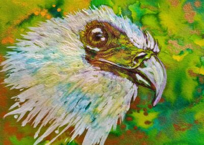Bald Eagle