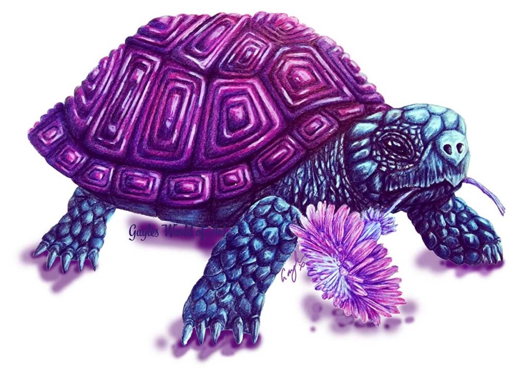 purple tortoise purple tortoise